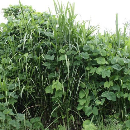 Green, leafy plant.